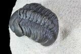 Cute, Detailed, Reedops Trilobite - Foum Zguid, Morocco #84527-4